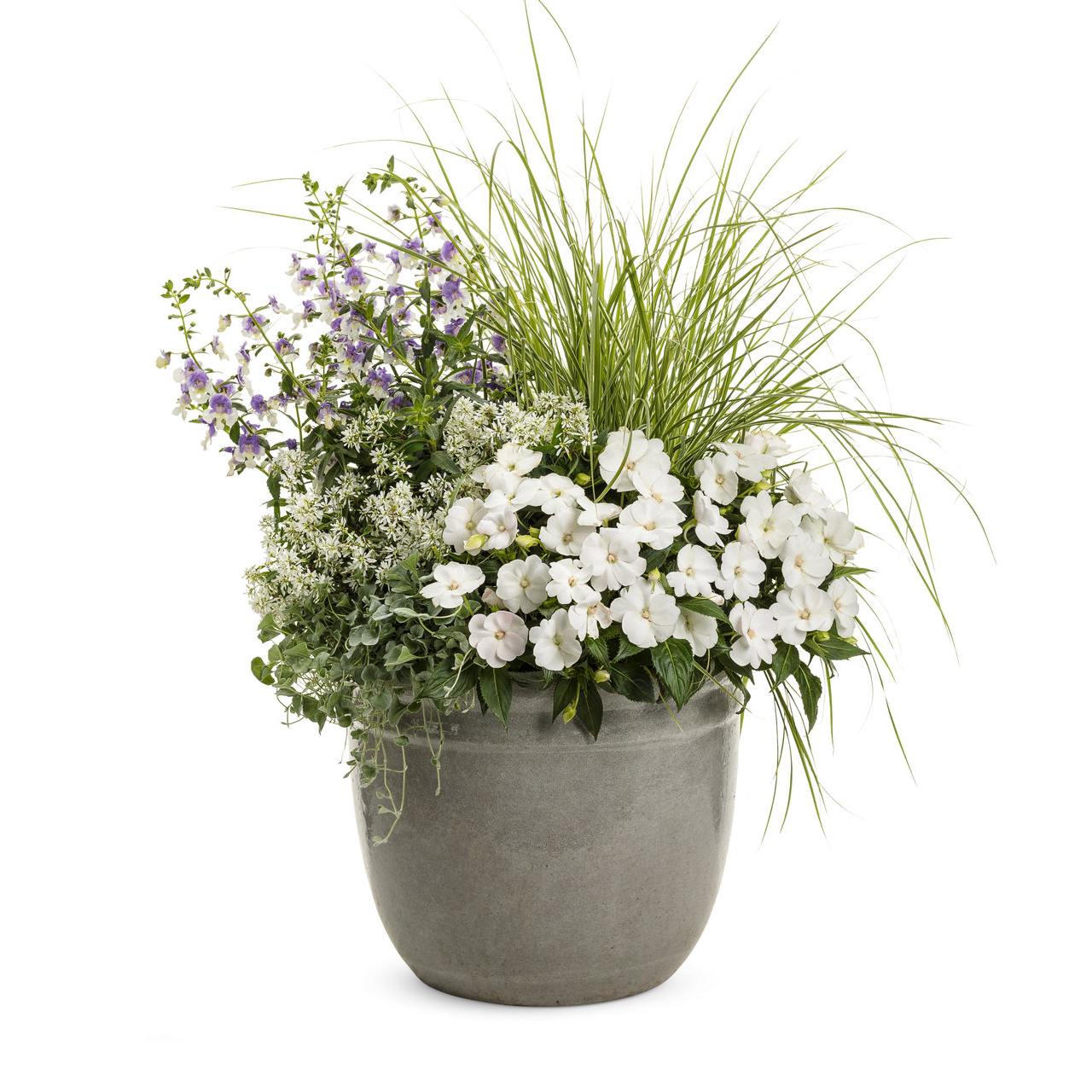 Proven Winners - Angelonia Angelface Wedgewood Blue