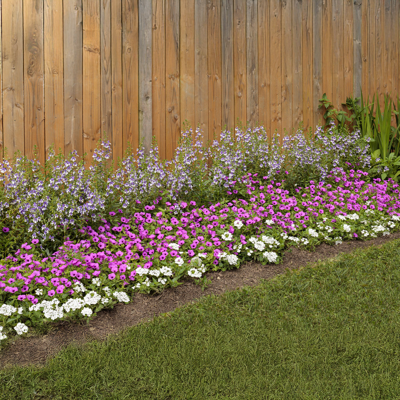 Proven Winners - Angelonia Angelface Wedgewood Blue | Pot de 13 cm