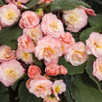 Proven Winners - Bégonia hybride Double Delight Blush Rose | Pot de 12,7 cm