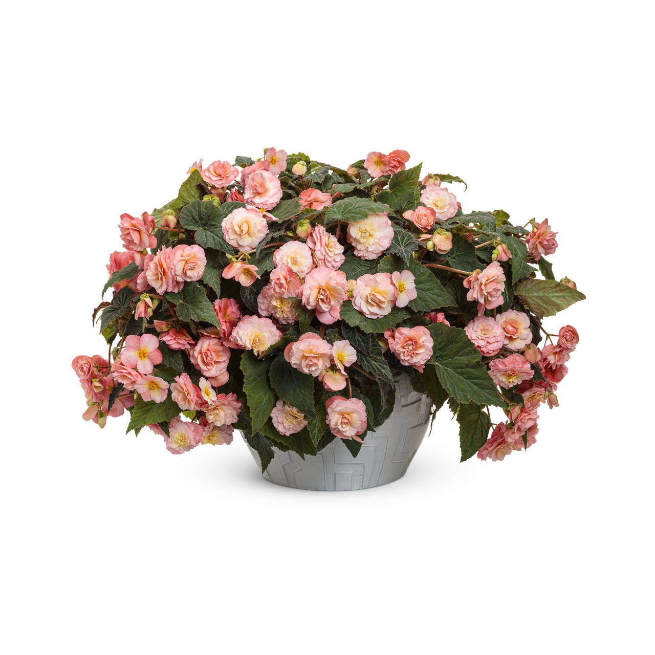 Proven Winners - Bégonia hybride Double Delight Blush Rose | Pot de 12,7 cm