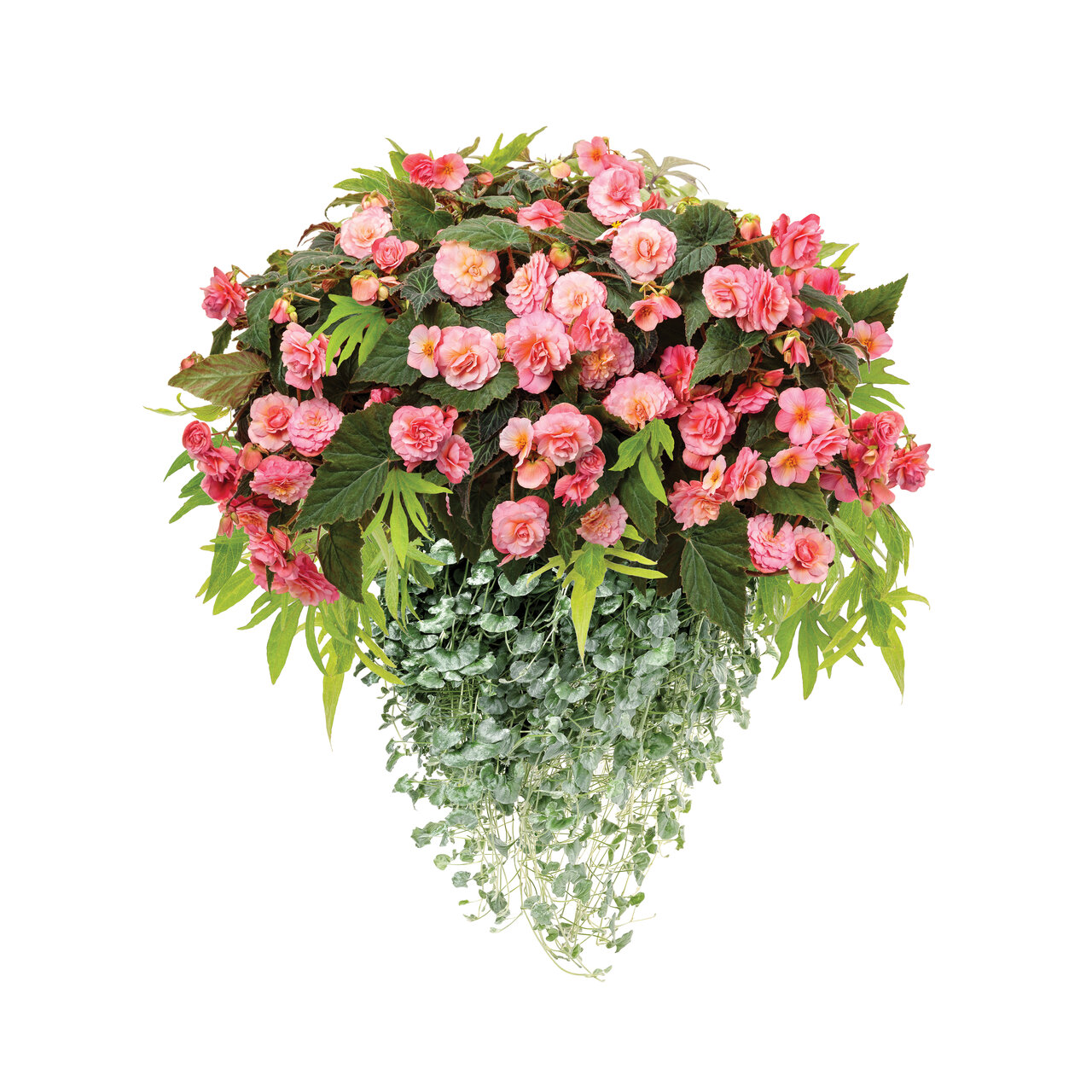 Proven Winners - Bégonia hybride Double Delight Blush Rose | Pot de 12,7 cm
