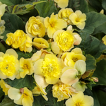 Proven Winners - Bégonia hybride Double Delight Primerose | Pot de 13 cm