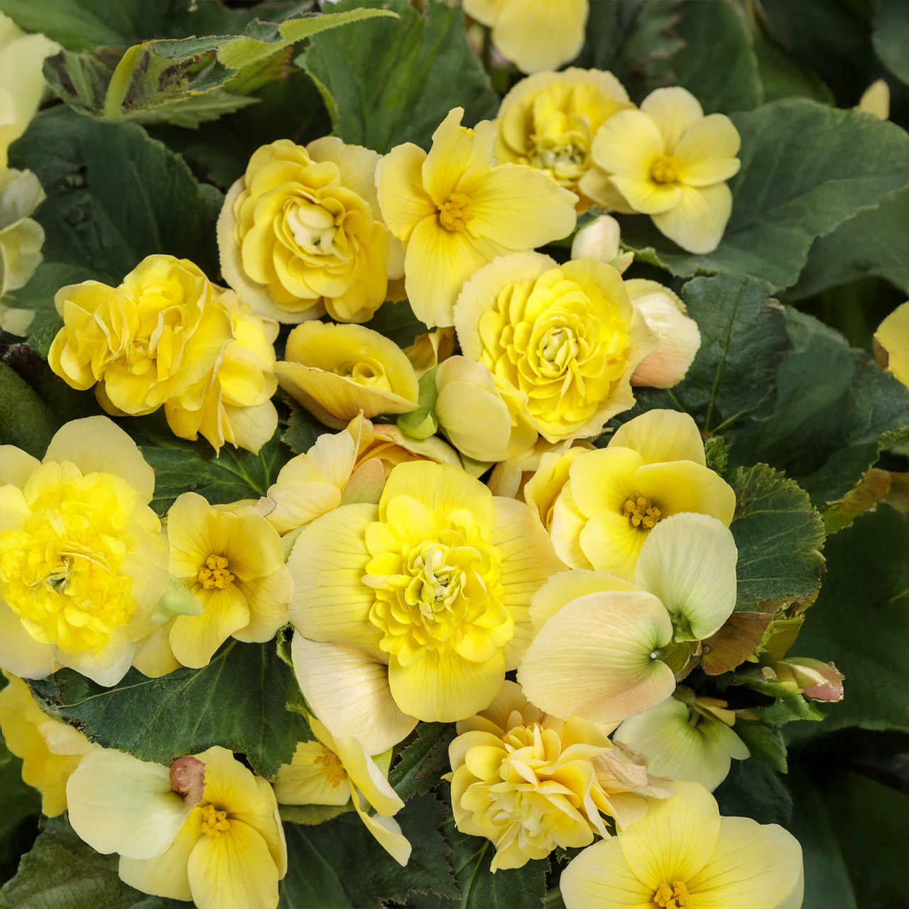 Proven Winners - Bégonia hybride Double Delight Primerose | Pot de 13 cm