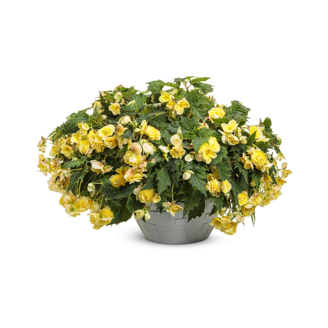 Proven Winners - Bégonia hybride Double Delight Primerose | Pot de 13 cm