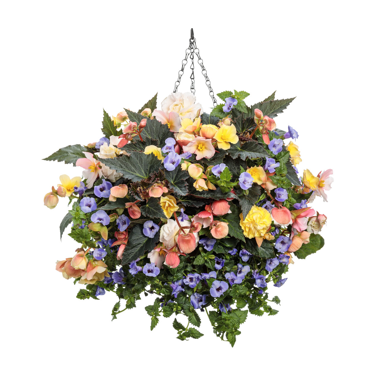 Proven Winners - Bégonia hybride Double Delight Primerose | Pot de 13 cm