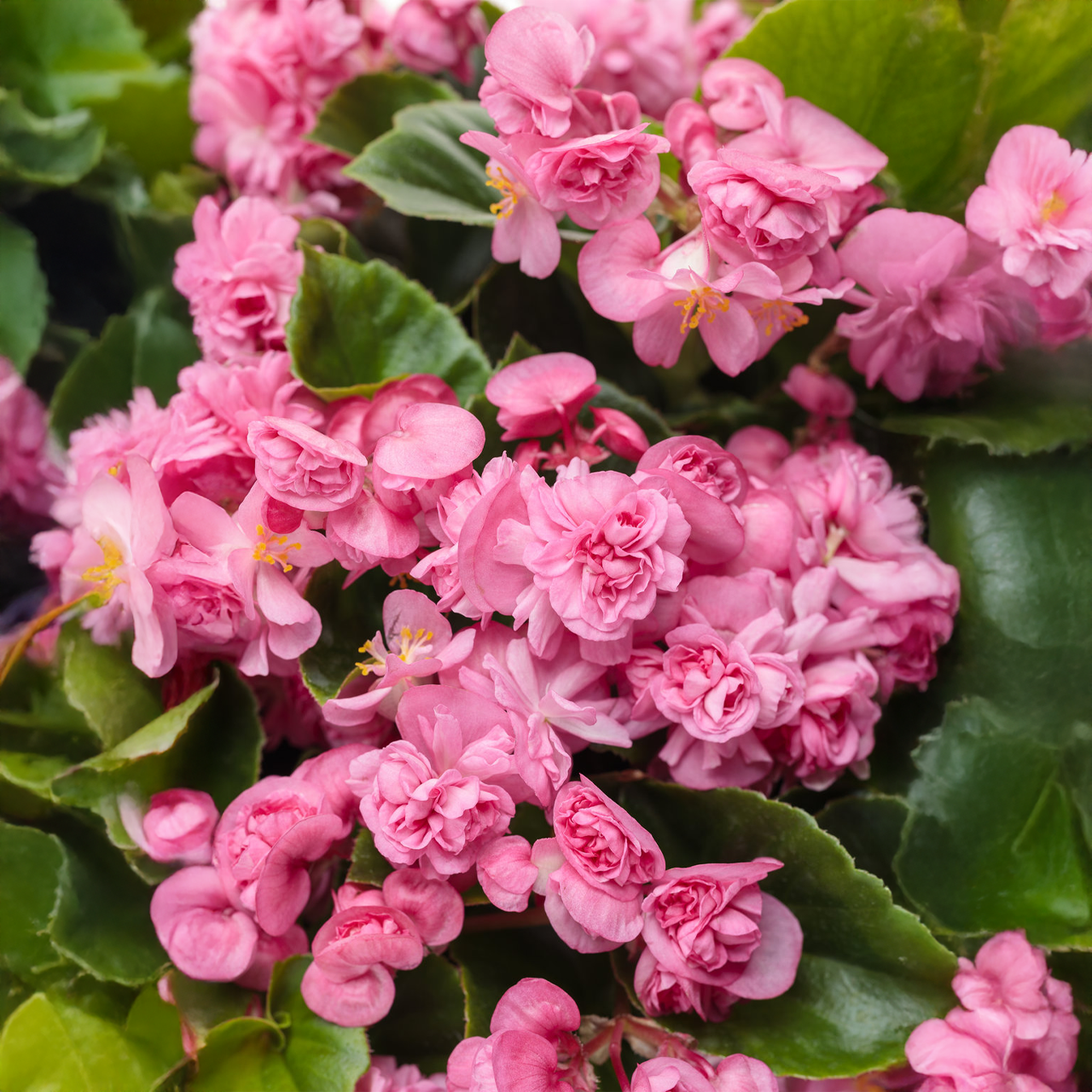 Proven Winners - Bégonia hybride Double Up Pink | Pot de 12 cm