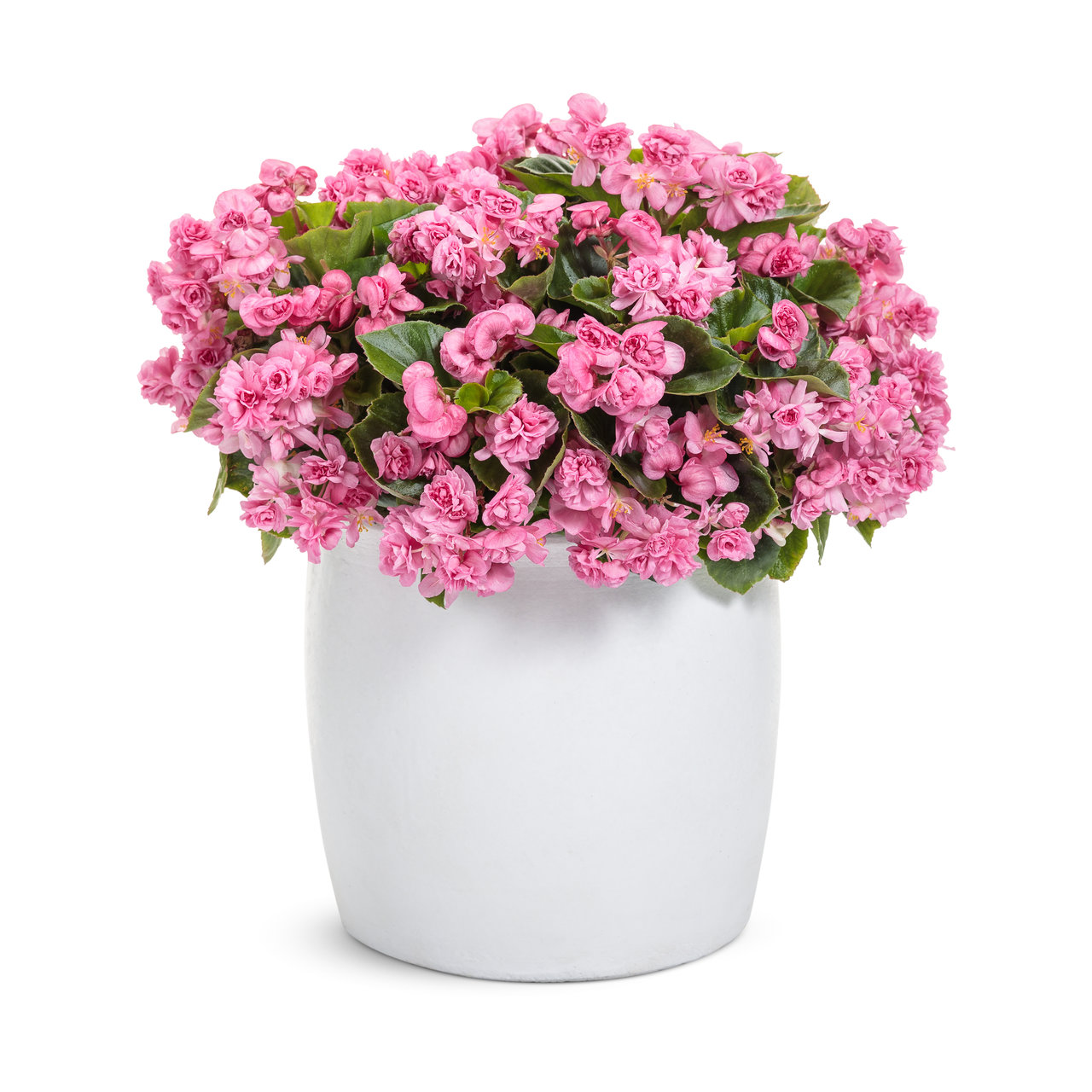 Proven Winners - Bégonia hybride Double Up Pink | Pot de 12 cm