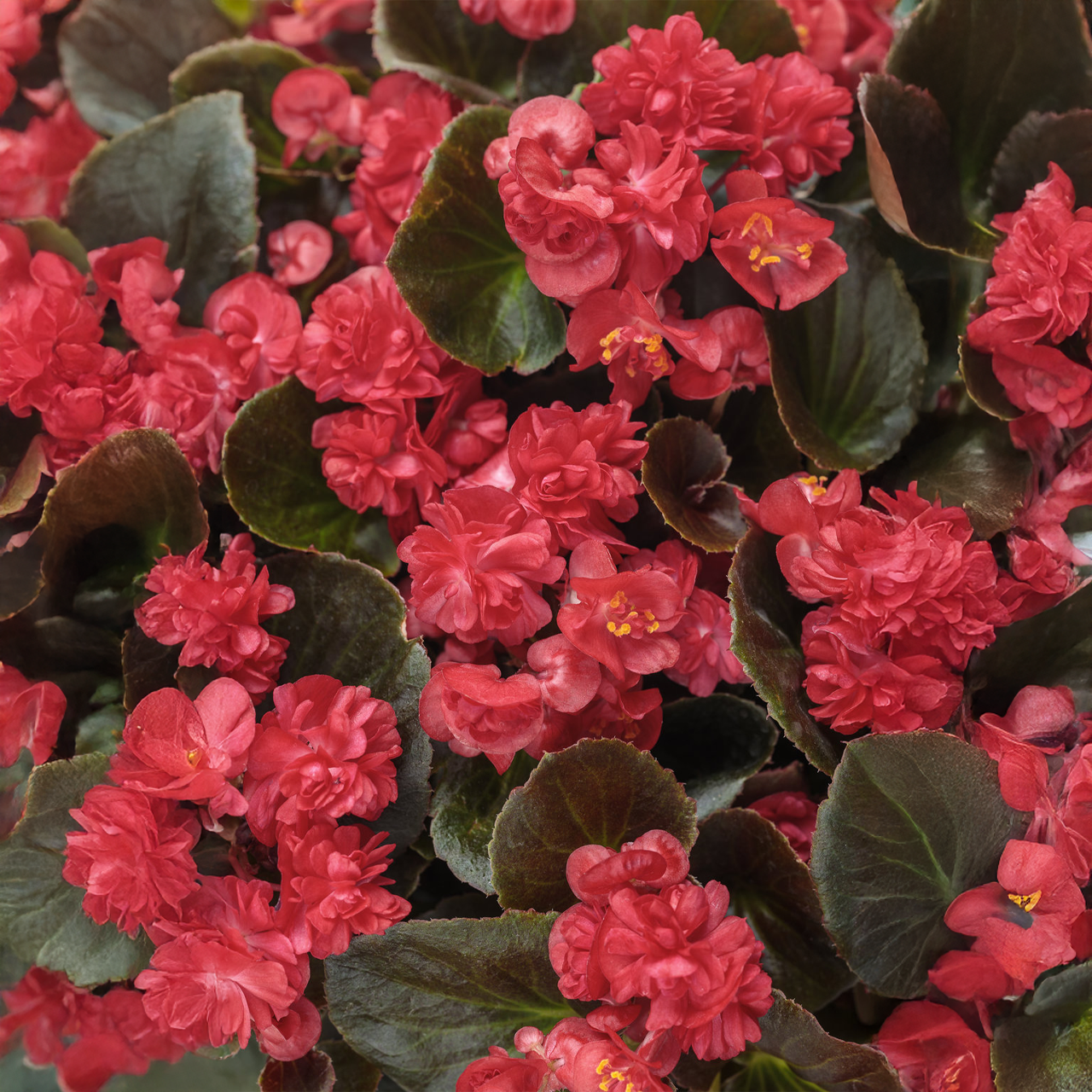 Proven Winners - Bégonia hybride Double Up Rouge | Pot de 13 cm