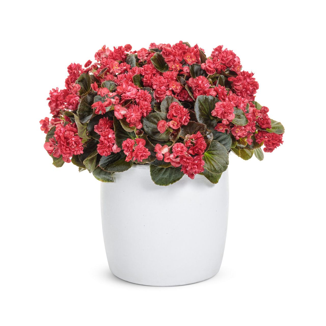 Proven Winners - Bégonia hybride Double Up Rouge | Pot de 13 cm