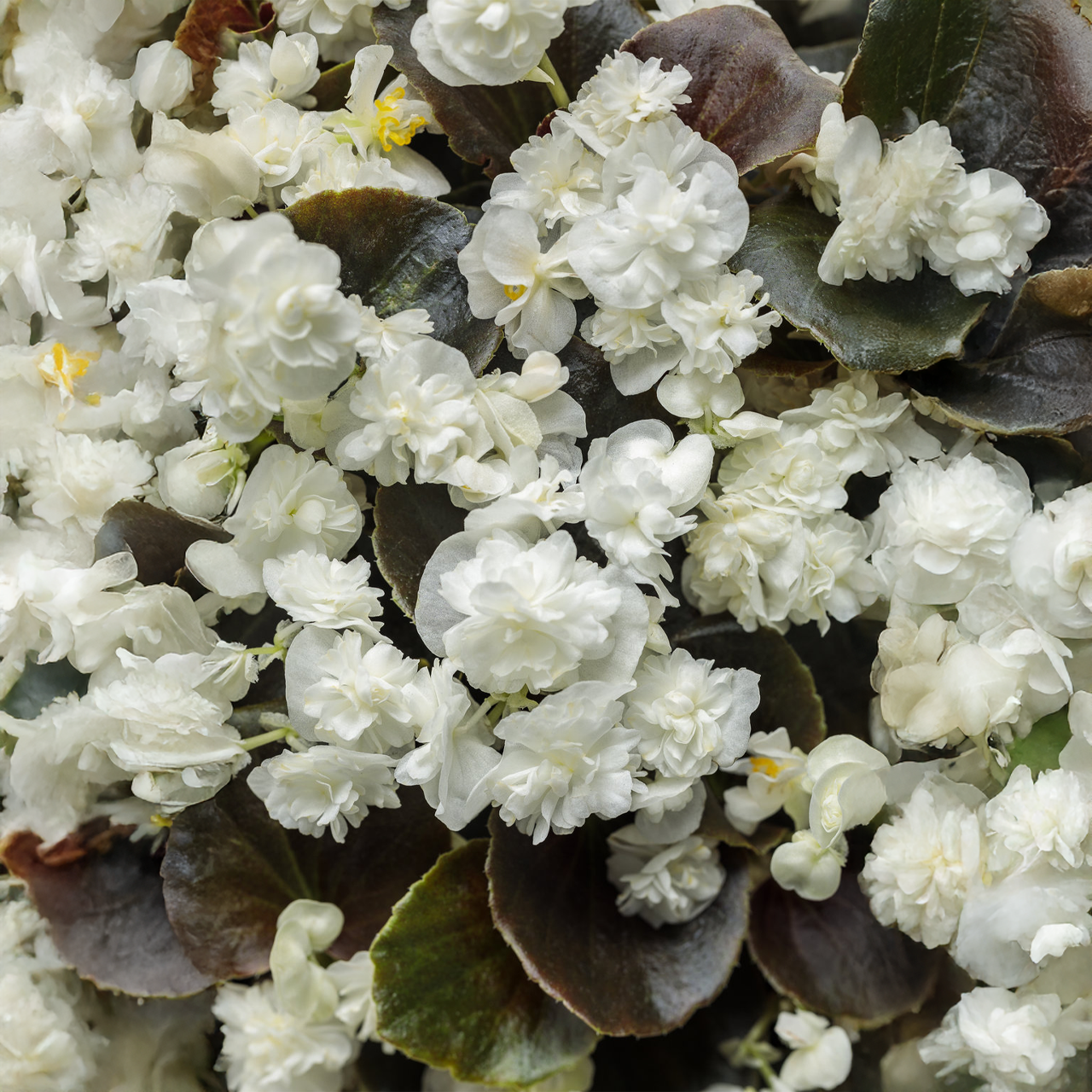 Proven Winners - Bégonia hybride Double Up White | Pot de 12,7 cm