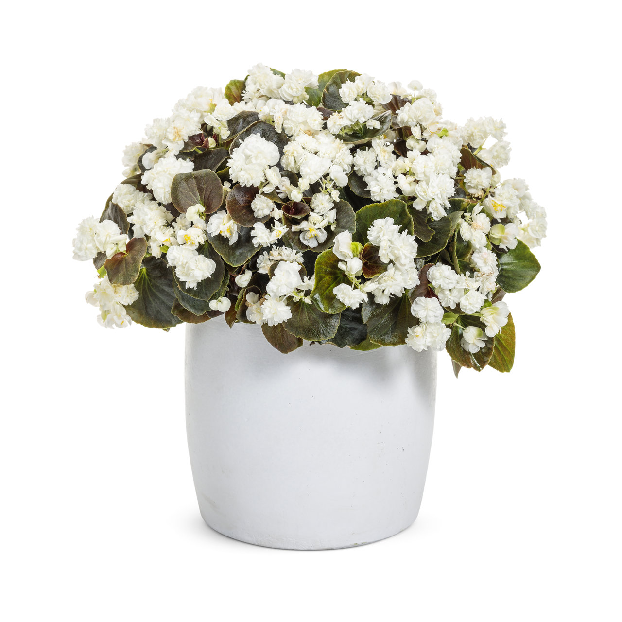 Proven Winners - Bégonia hybride Double Up White | Pot de 12,7 cm