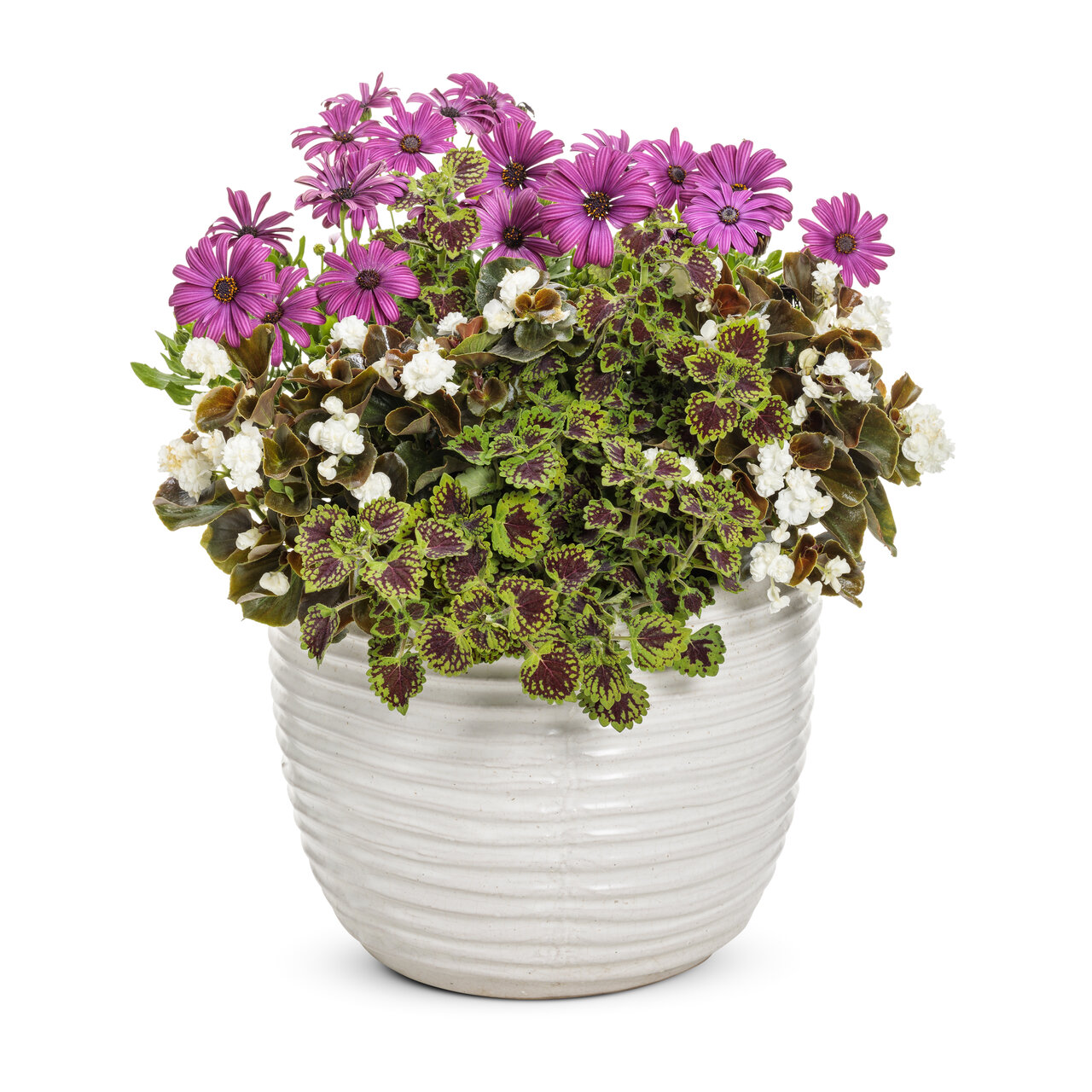 Proven Winners - Bégonia hybride Double Up White | Pot de 12,7 cm