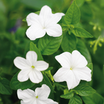 Proven Winners - Browallia Endless Flirtation | Pot de 12,7 cm