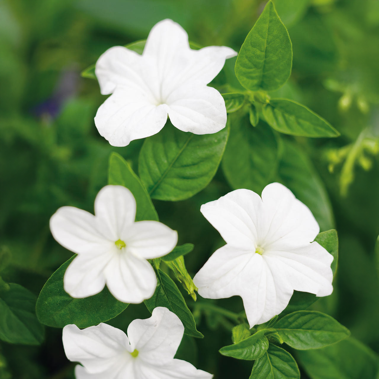 Proven Winners - Browallia Endless Flirtation | Pot de 12,7 cm