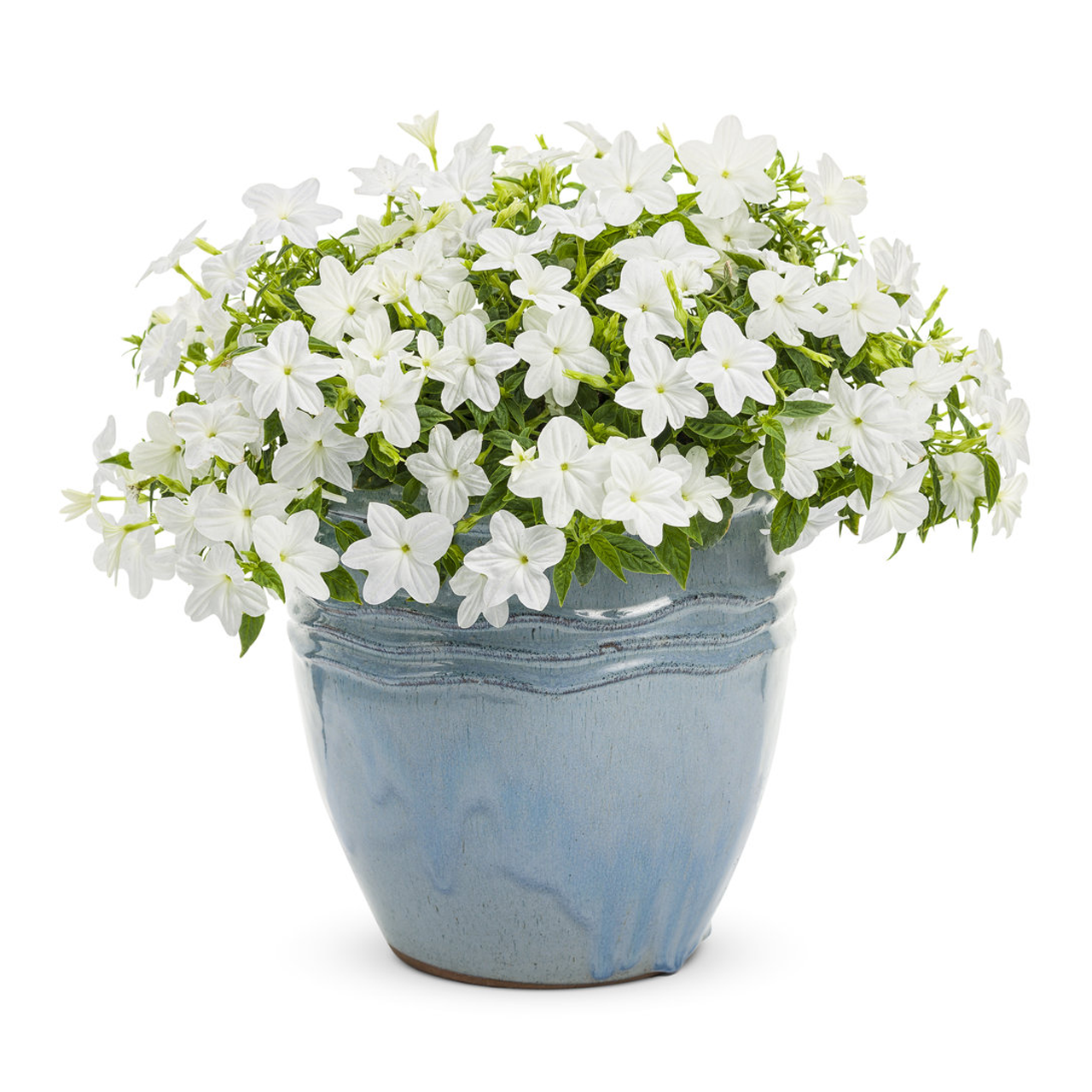 Proven Winners - Browallia Endless Flirtation | Pot de 12,7 cm