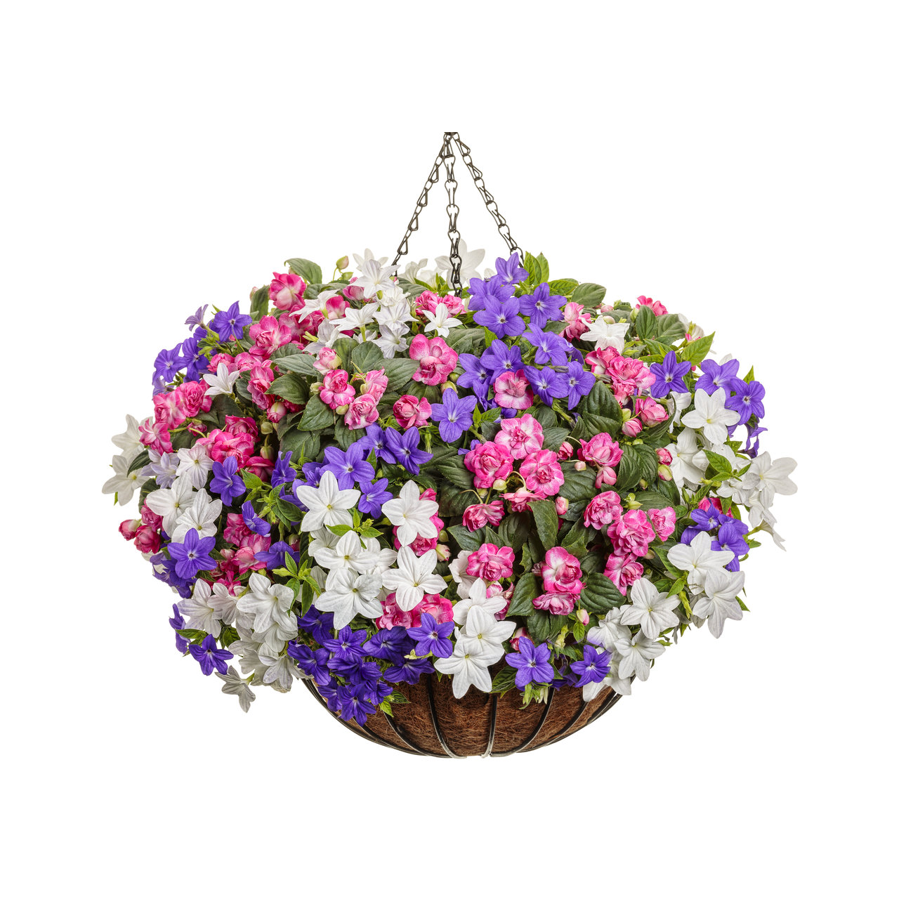 Proven Winners - Browallia Endless Flirtation | Pot de 12,7 cm