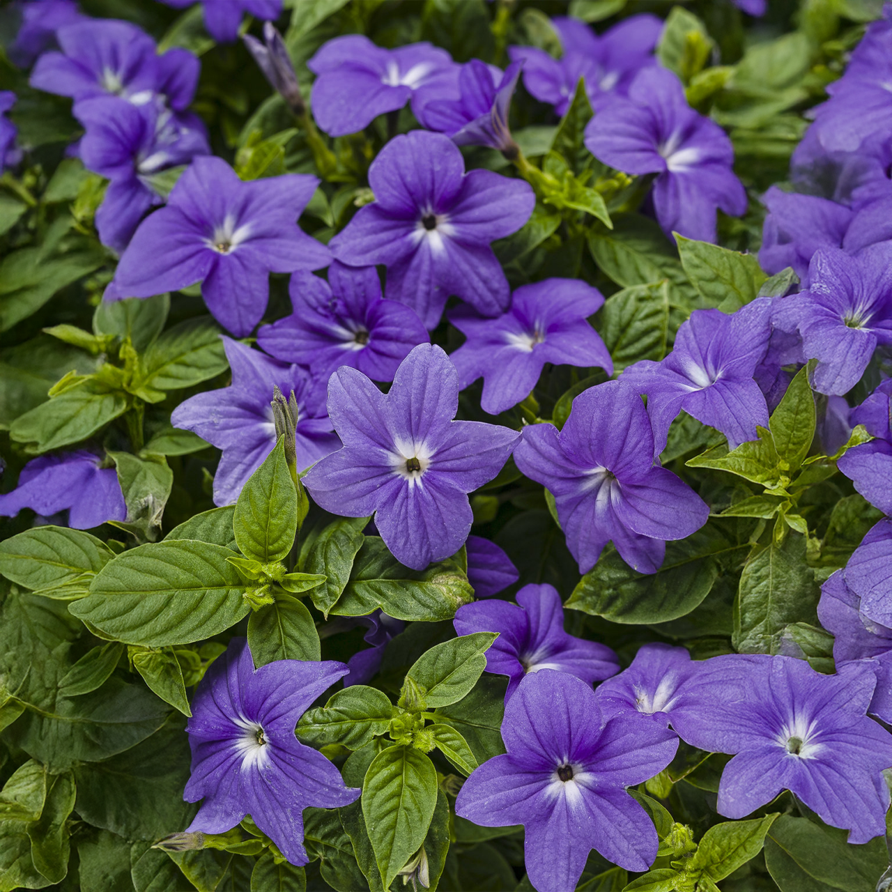 Proven Winners - Browallia Endless Illumination | Pot de 13 cm