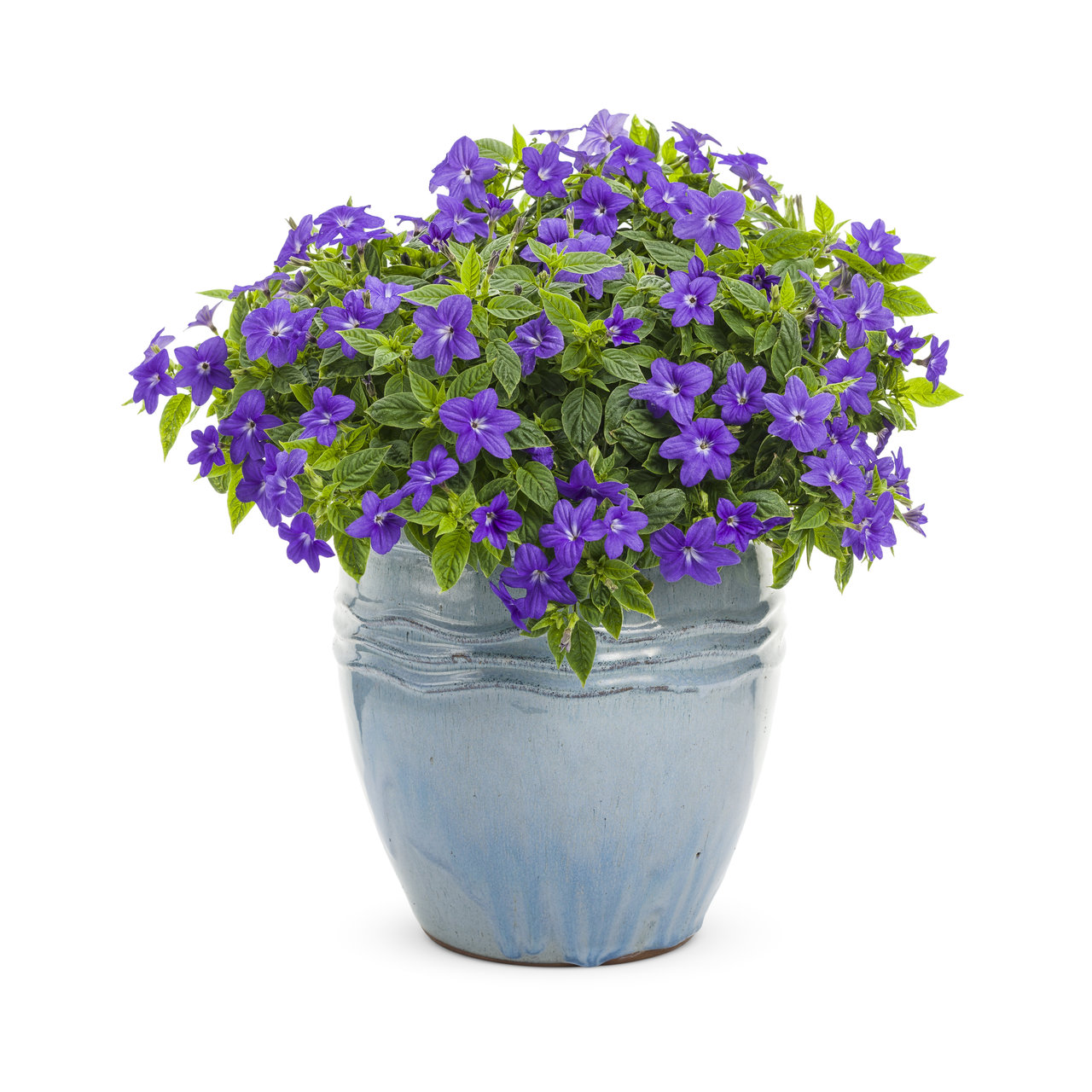 Proven Winners - Browallia Endless Illumination | Pot de 13 cm