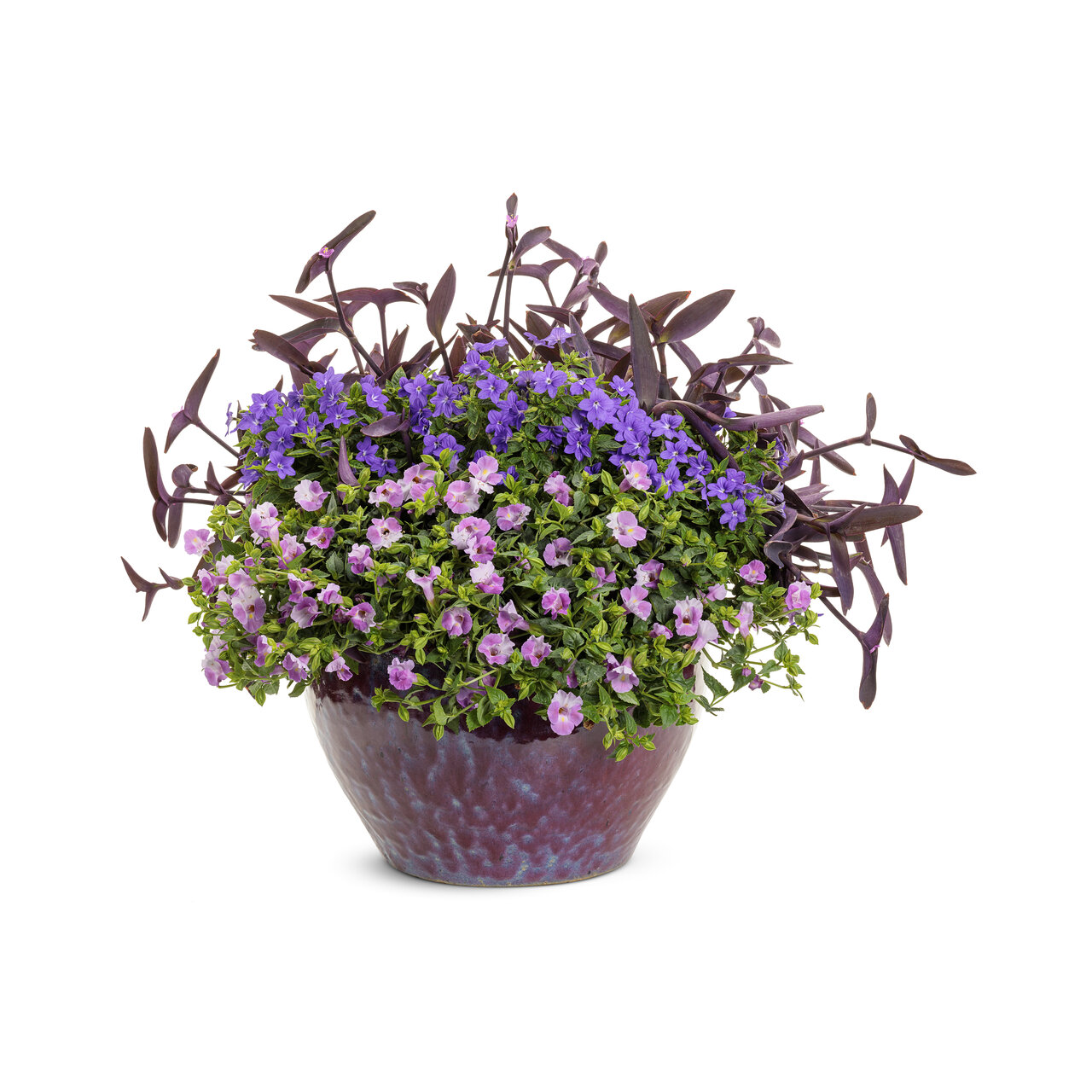 Proven Winners - Browallia Endless Illumination | Pot de 13 cm