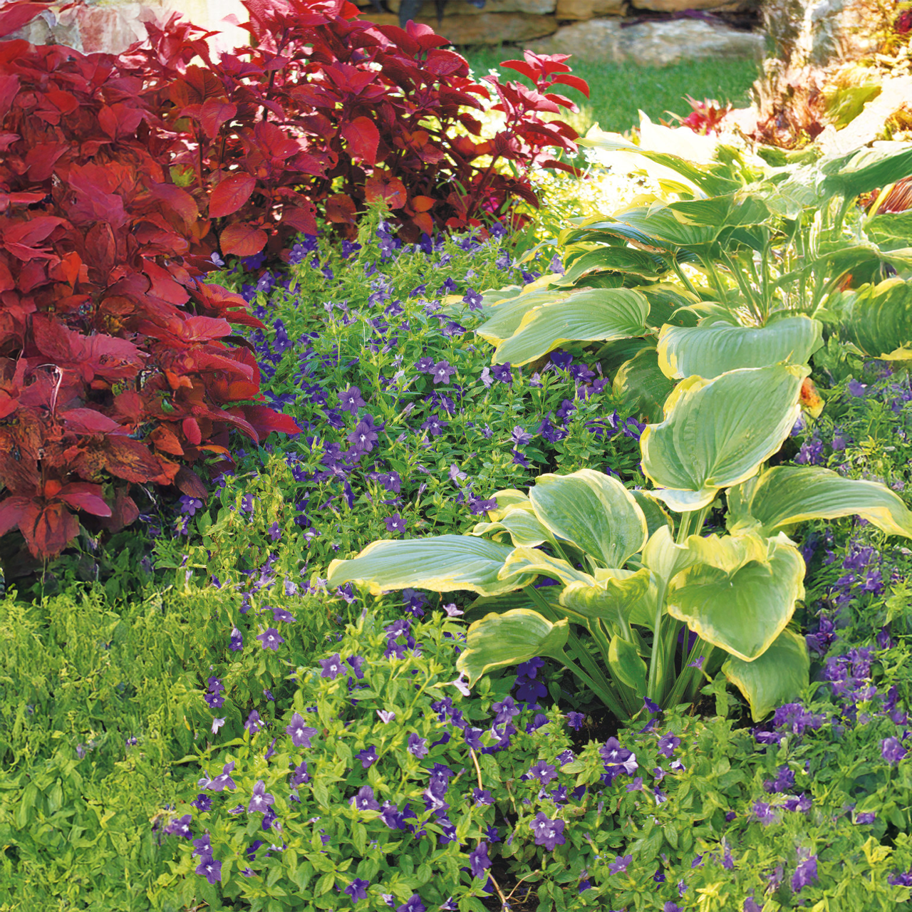 Proven Winners - Browallia Endless Illumination | Pot de 13 cm
