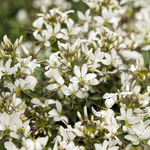 Proven Winners - Cléome Senorita Blanca | Pot de 12,7 cm