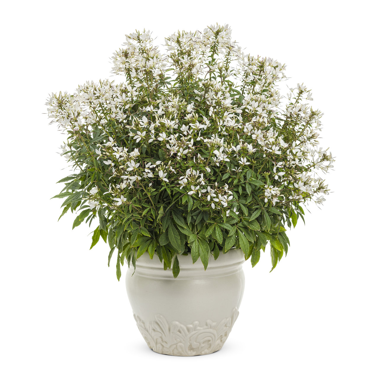 Proven Winners - Cléome Senorita Blanca | Pot de 12,7 cm