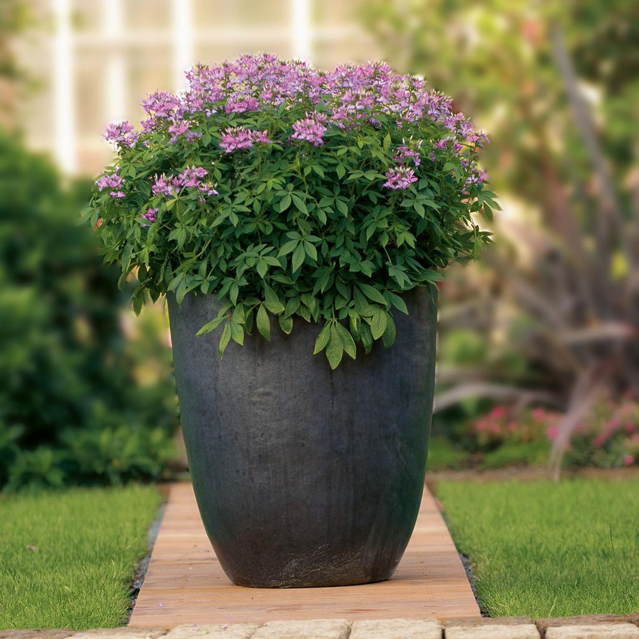 Proven Winners - Cléome Senorita Rosalita | Pot de 12,7 cm
