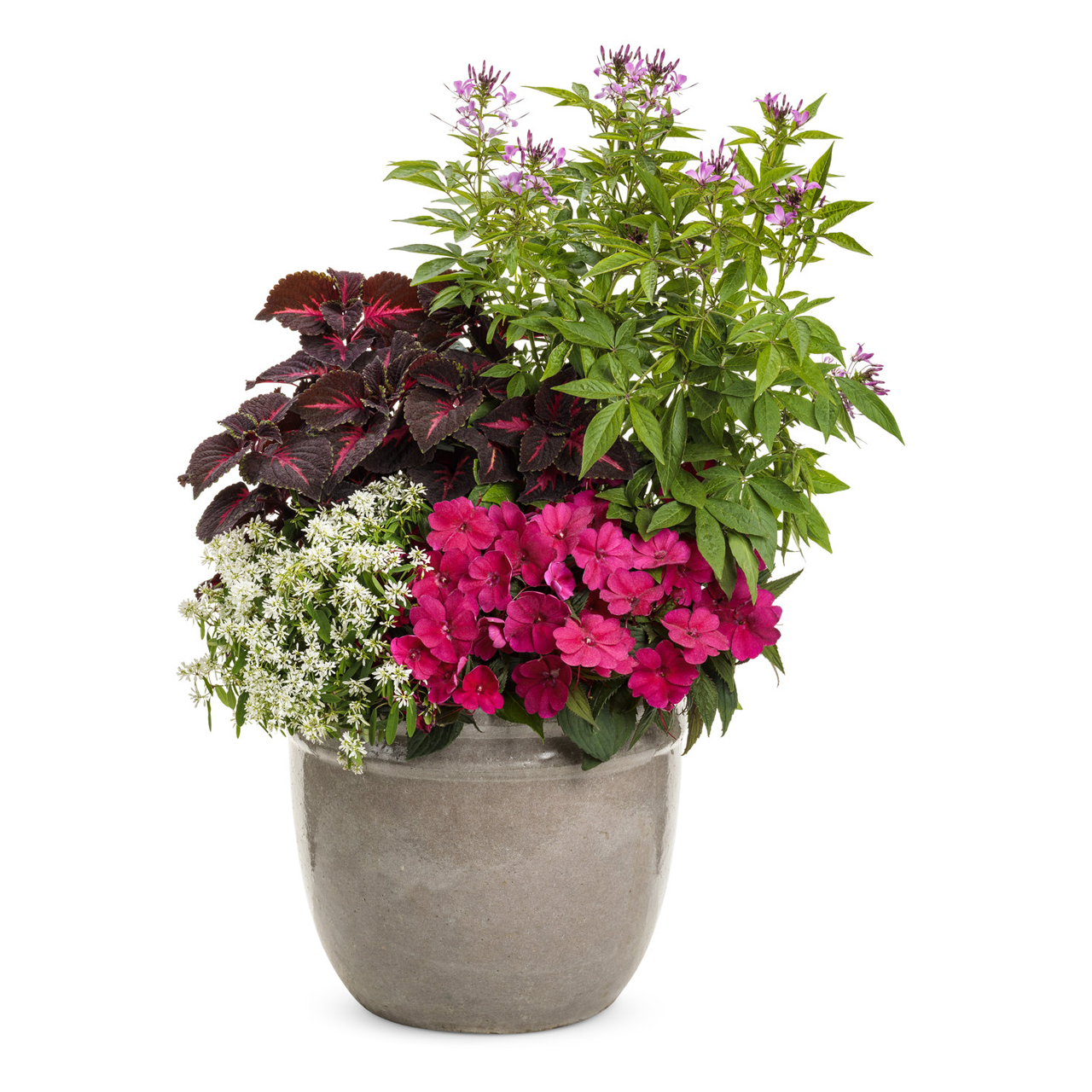 Proven Winners - Cléome Senorita Rosalita | Pot de 12,7 cm