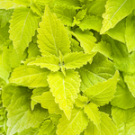 Proven Winners - Coléus Colorblaze Lime Time | Pot de 12,7 cm
