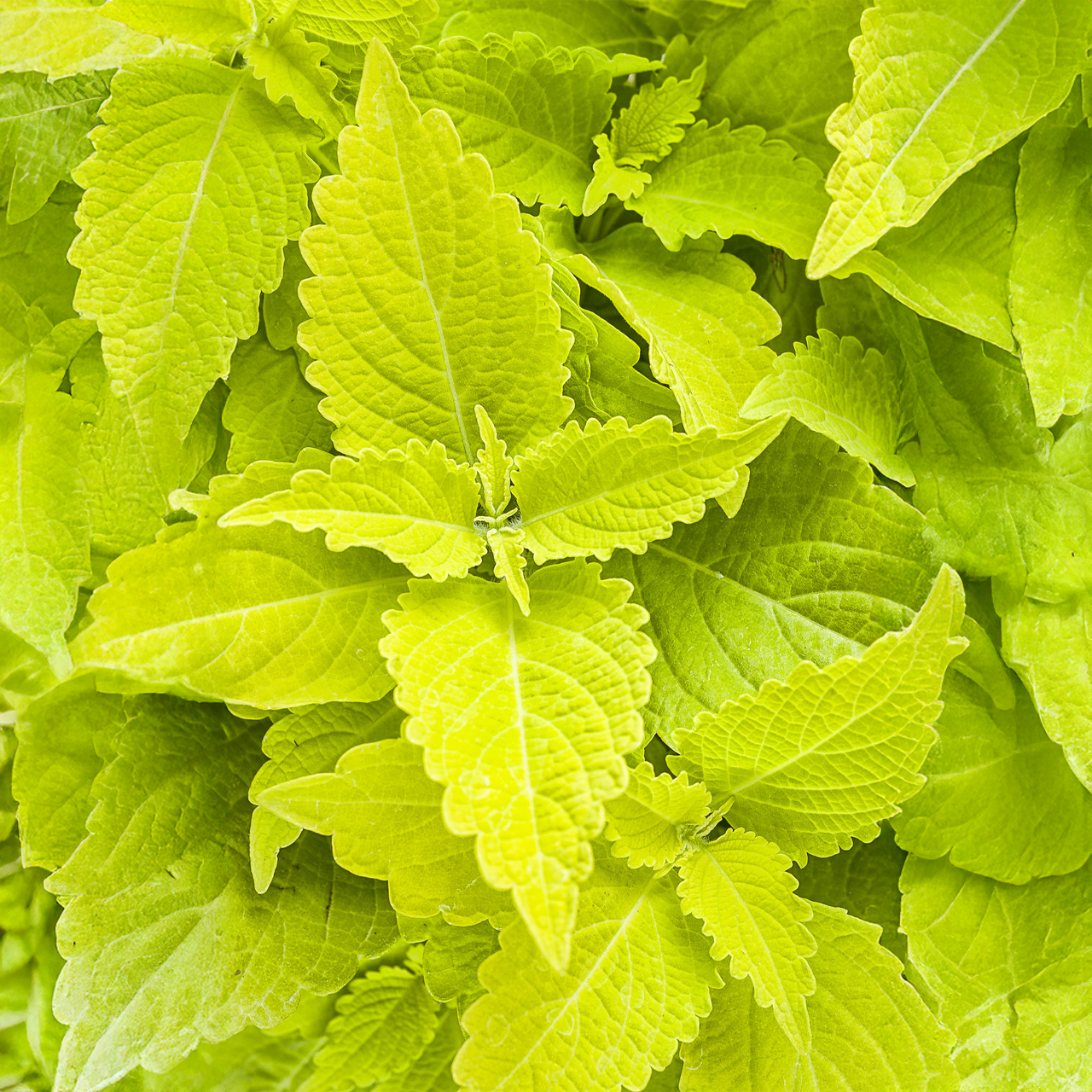 Proven Winners - Coléus Colorblaze Lime Time | Pot de 12,7 cm