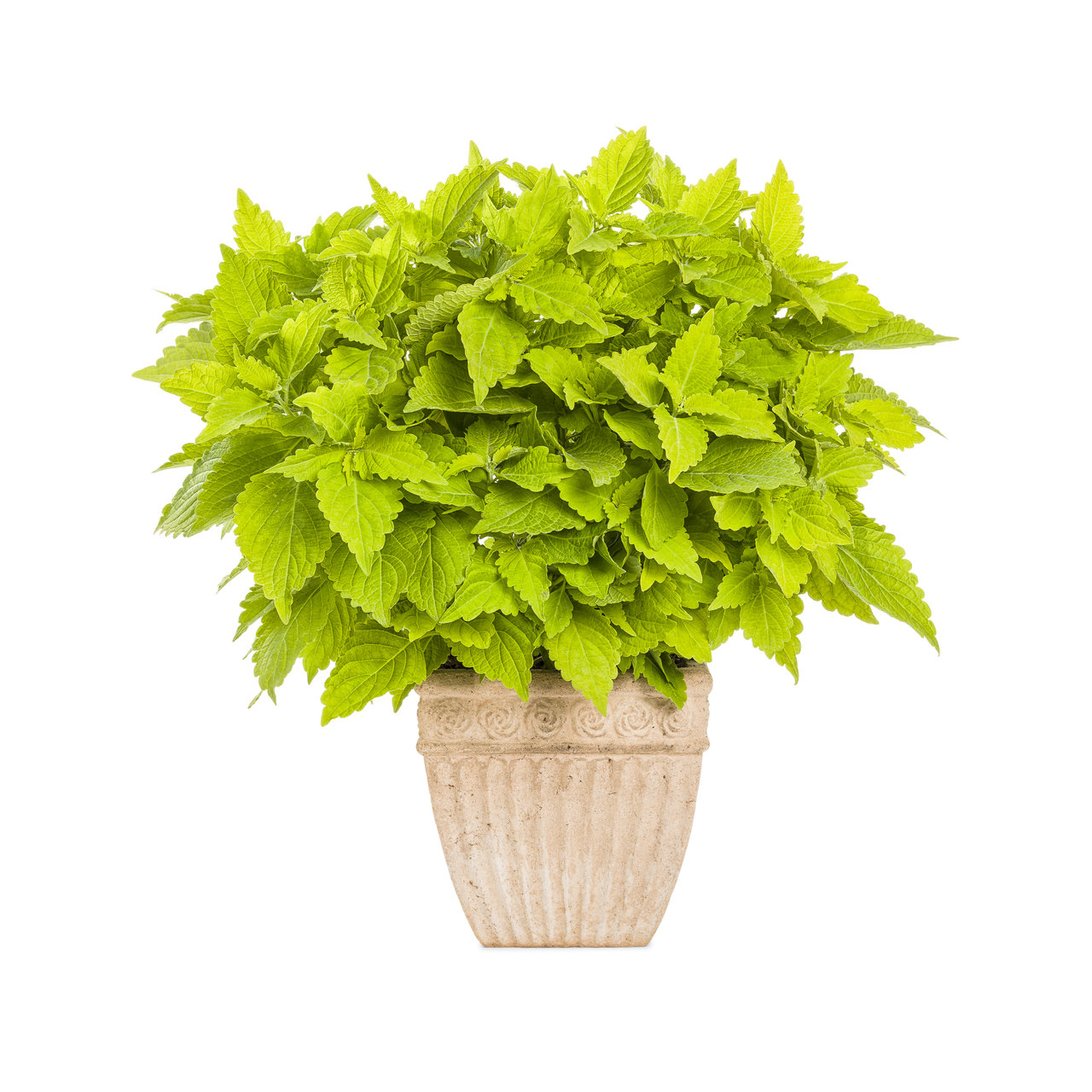Proven Winners - Coléus Colorblaze Lime Time | Pot de 12,7 cm