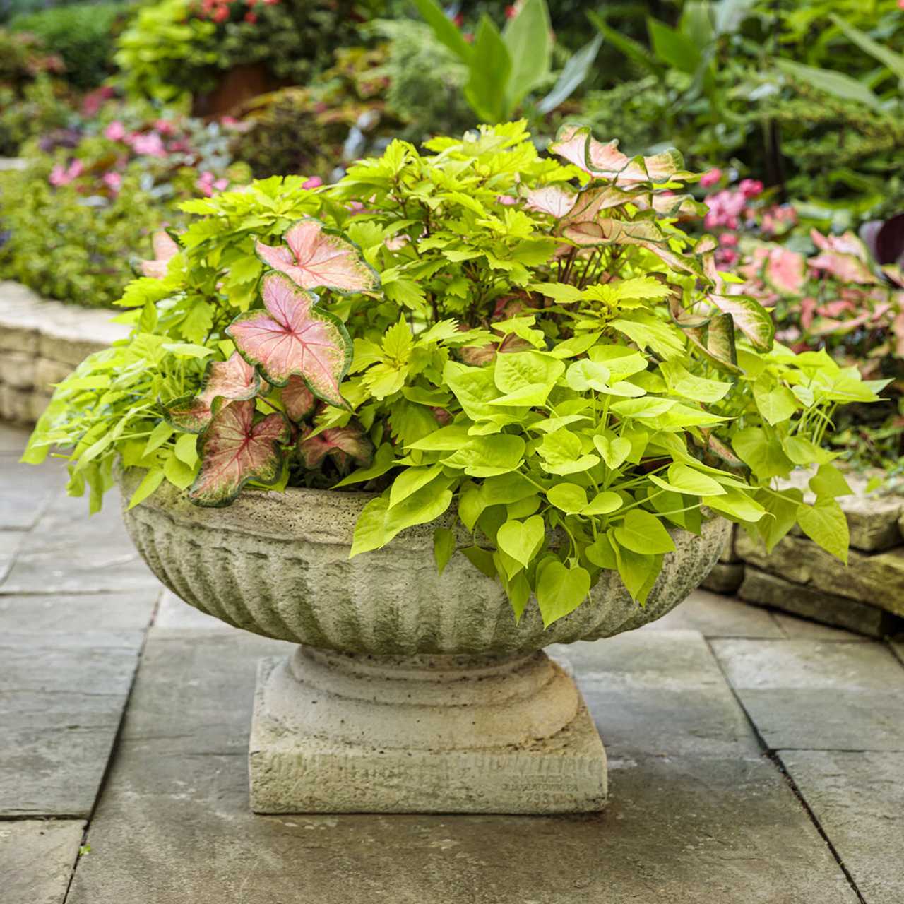Proven Winners - Coléus Colorblaze Lime Time | Pot de 12,7 cm
