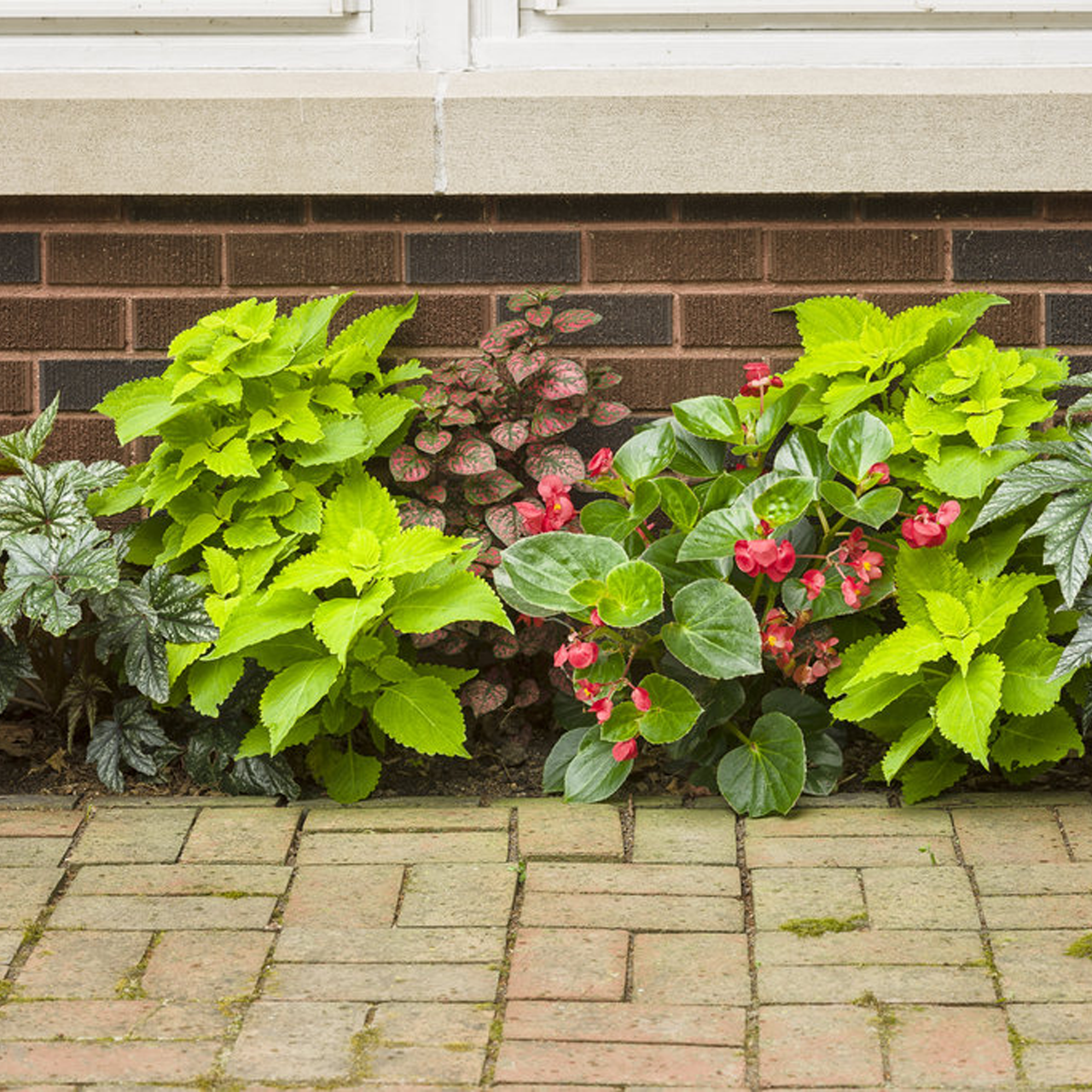 Proven Winners - Coléus Colorblaze Lime Time | Pot de 12,7 cm