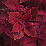 Proven Winners - Coléus Colorblaze Rediculous | Pot de 12,7 cm