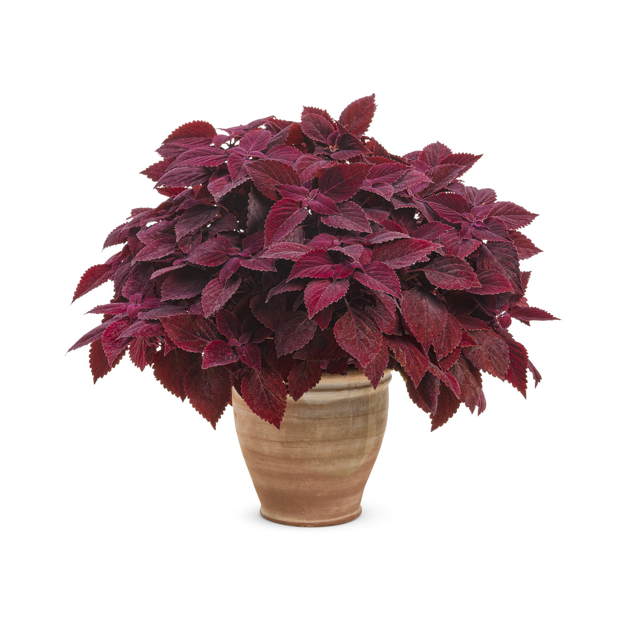 Proven Winners - Coléus Colorblaze Rediculous | Pot de 12,7 cm