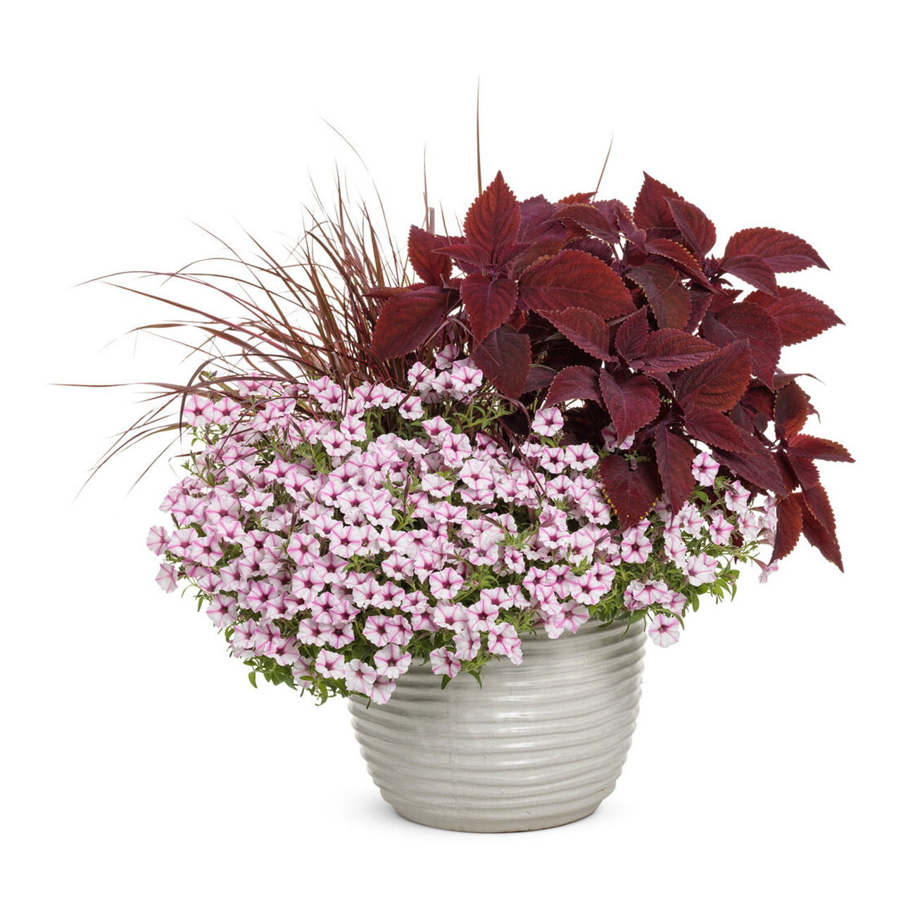 Proven Winners - Coléus Colorblaze Rediculous | Pot de 12,7 cm