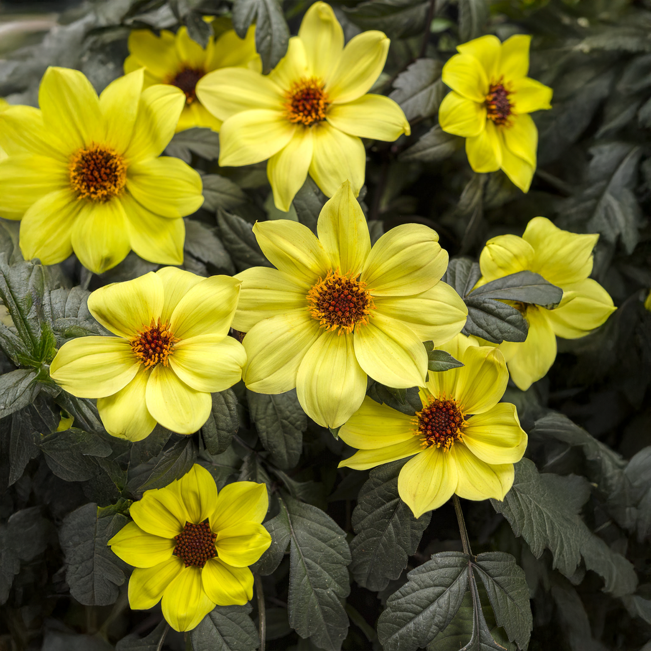 Proven Winners - Dahlia Mystic Illusion