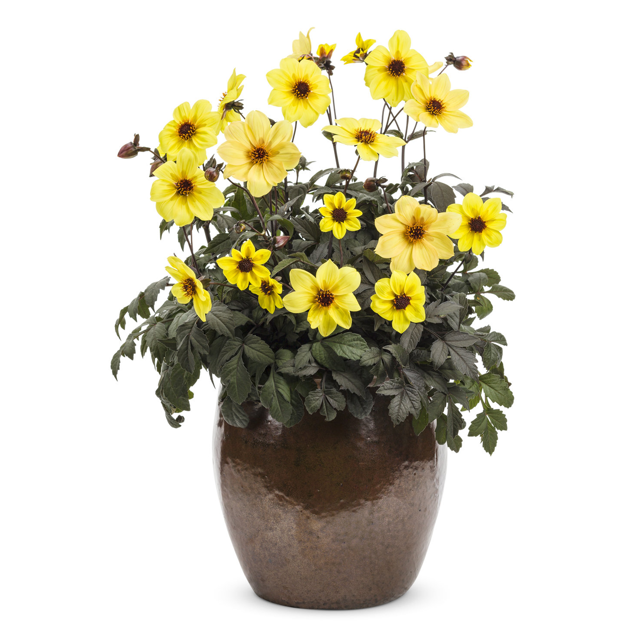 Proven Winners - Dahlia Mystic Illusion