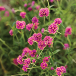Proven Winners - Gomphrena Truffula Pink