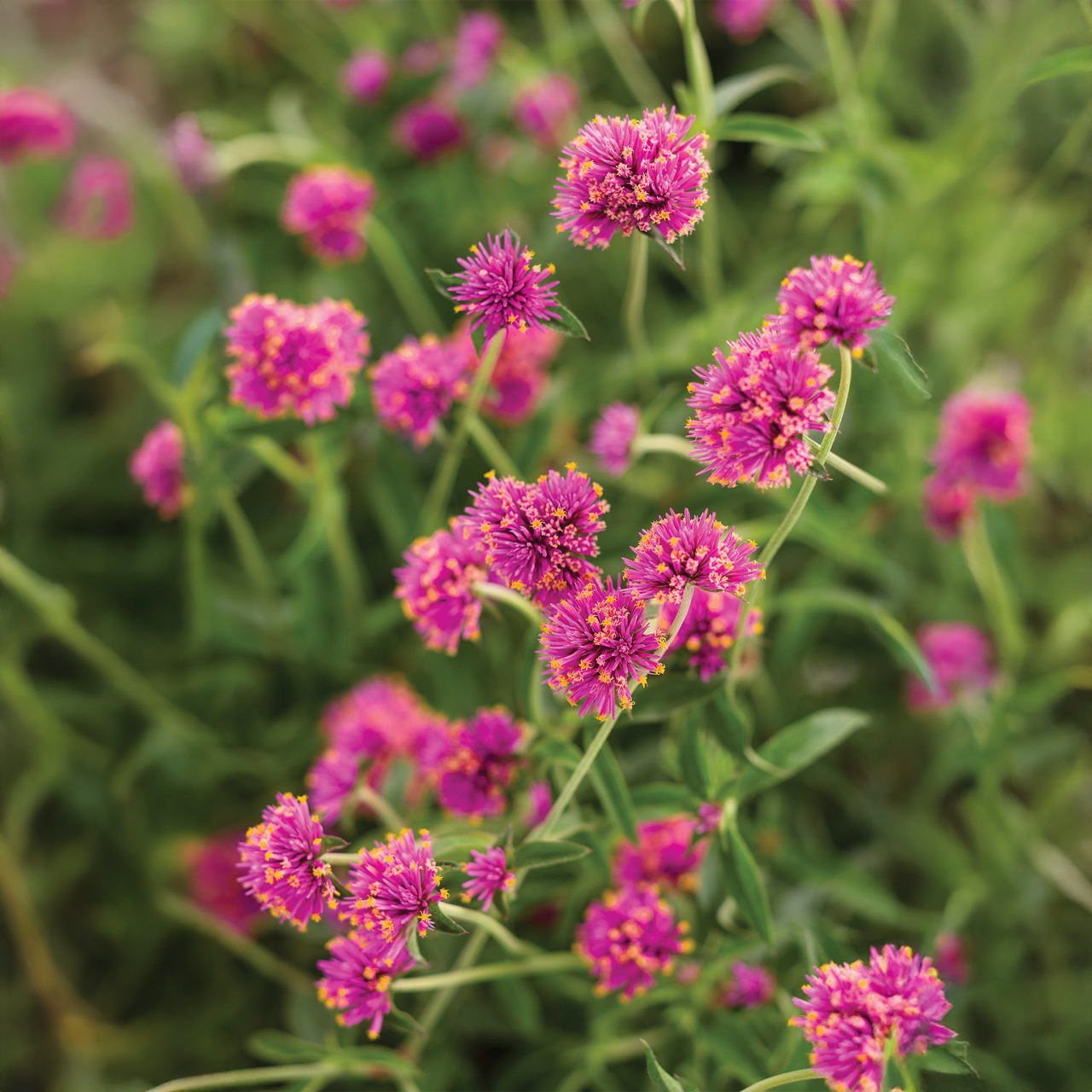 Proven Winners - Gomphrena Truffula Pink