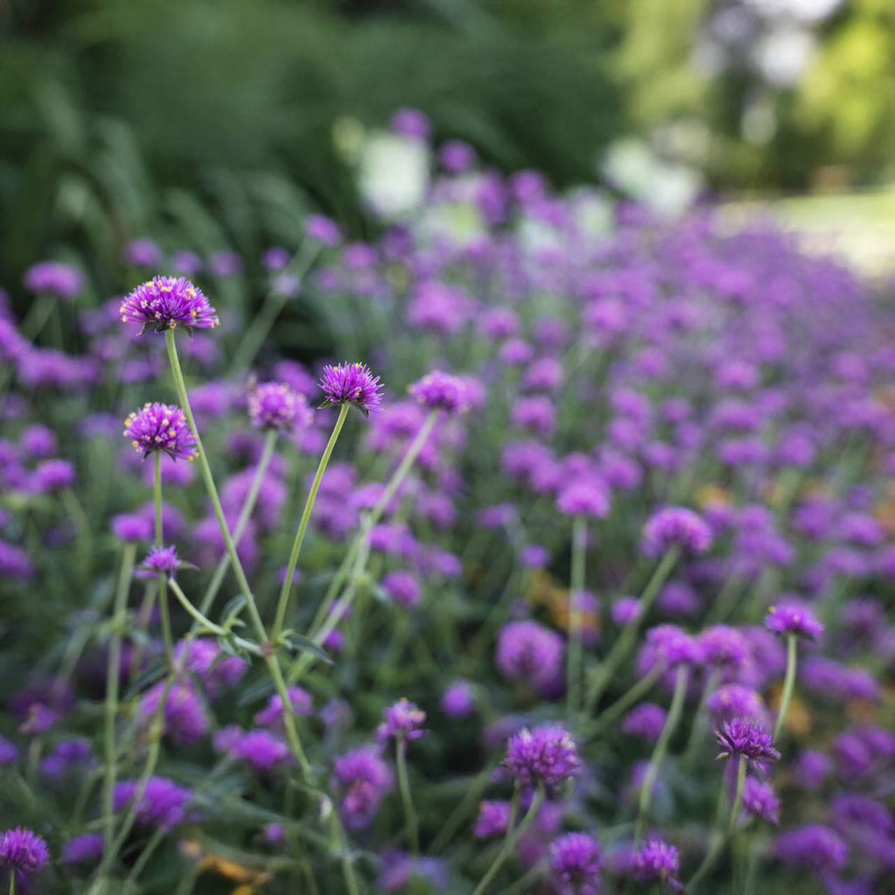 Proven Winners - Gomphrena Truffula Pink