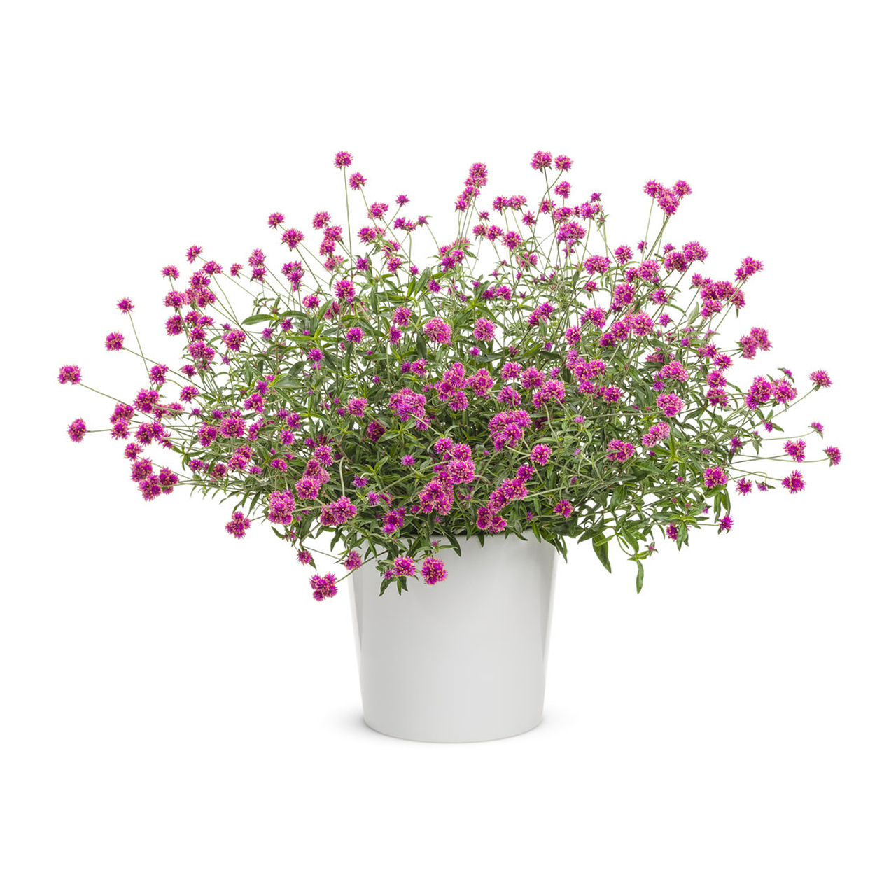 Proven Winners - Gomphrena Truffula Pink
