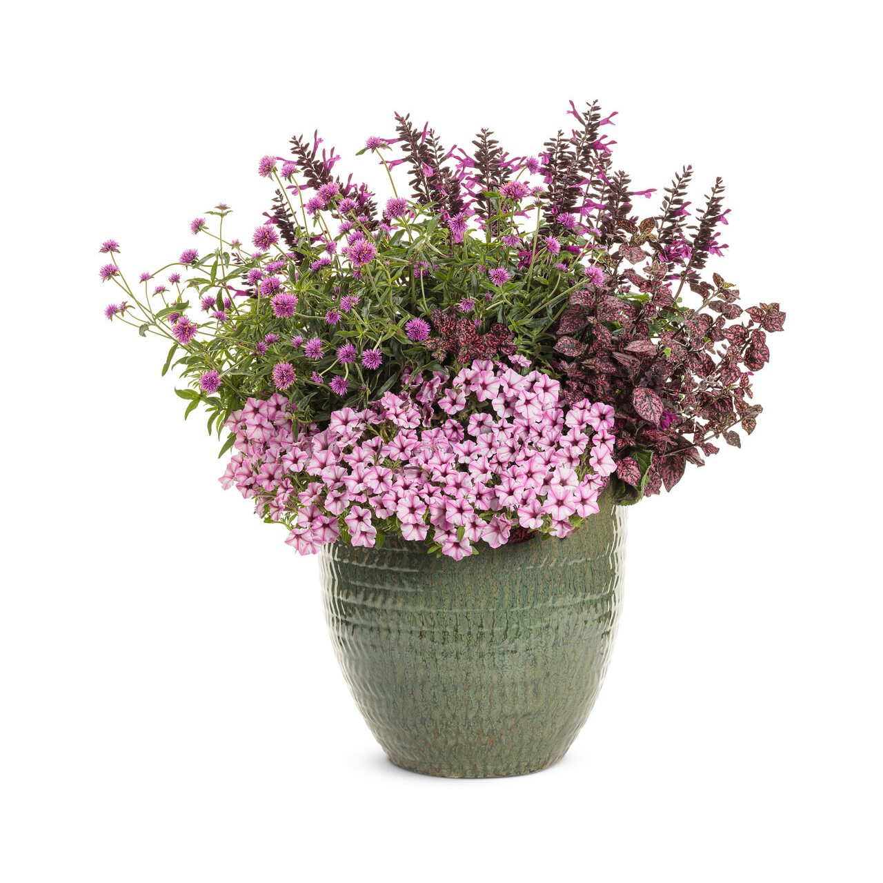 Proven Winners - Gomphrena Truffula Pink