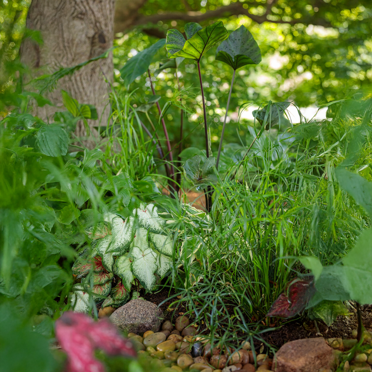 Proven Winners - Herbe à papyrus Cyperus King Tut | Pot de 5 po