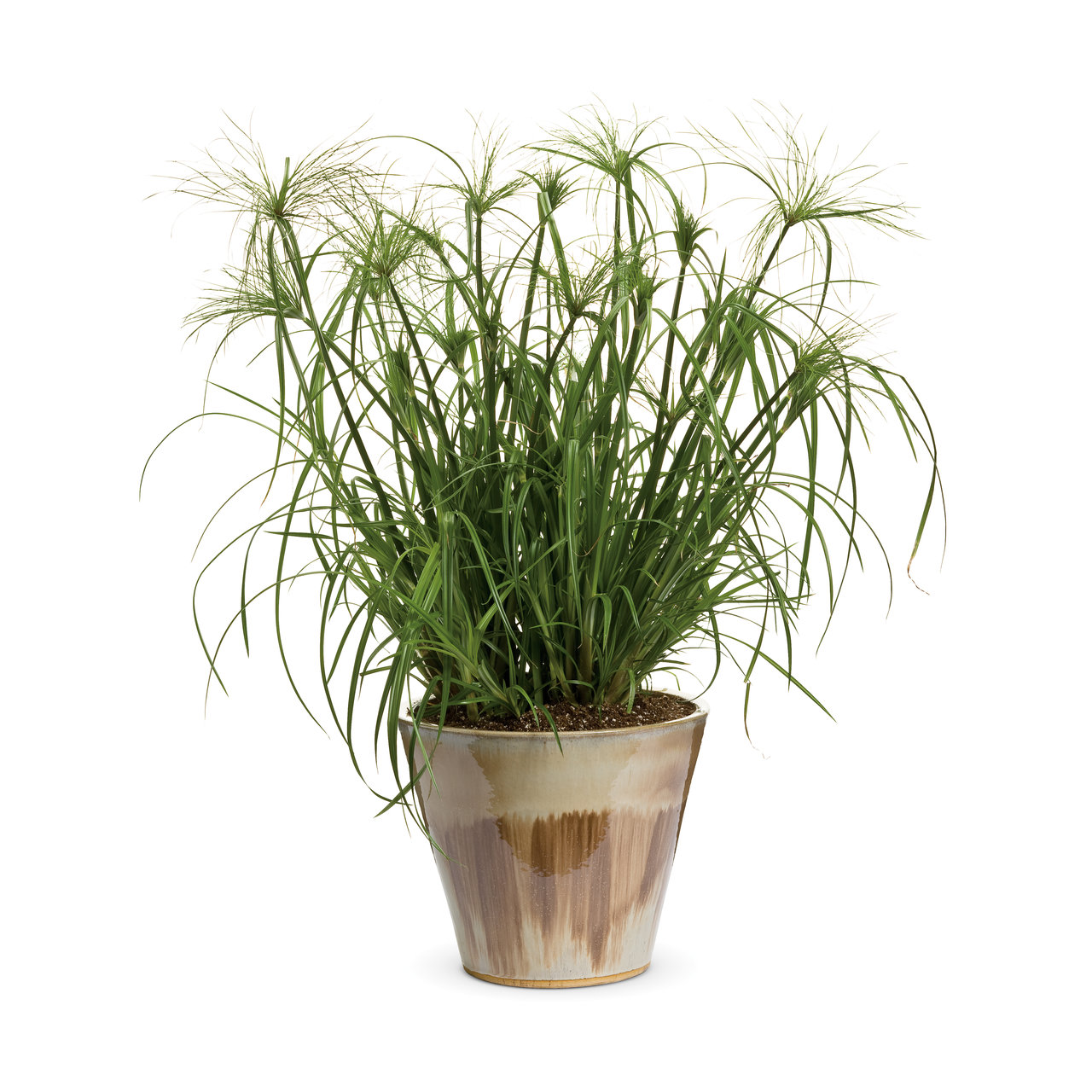 Proven Winners - Herbe à papyrus Cyperus King Tut | Pot de 5 po