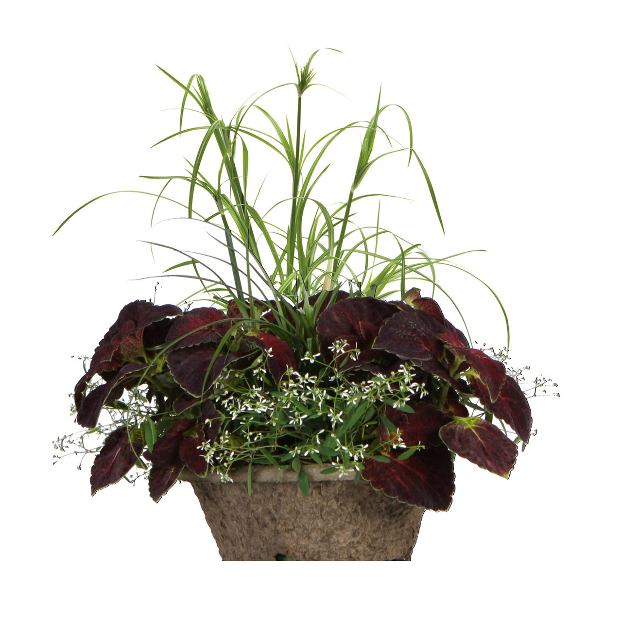 Proven Winners - Herbe à papyrus Cyperus King Tut | Pot de 5 po
