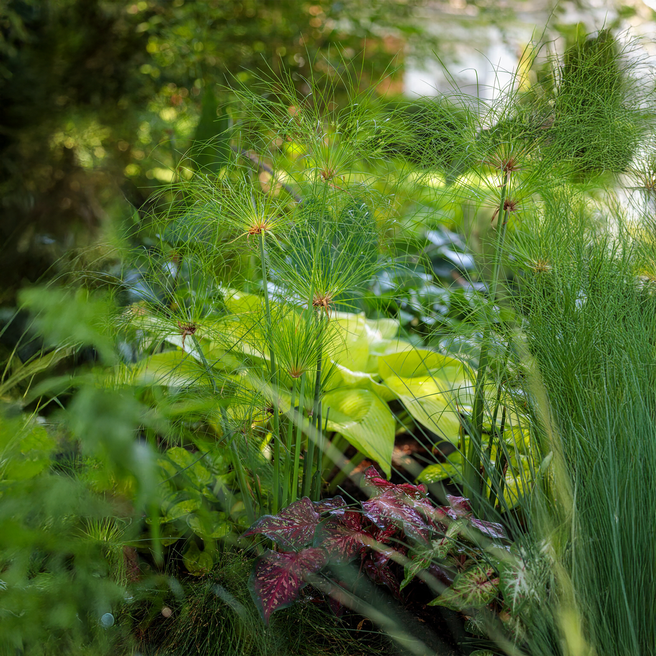 Proven Winners - Herbes ornementales Prince Tut | Pot de 5 po