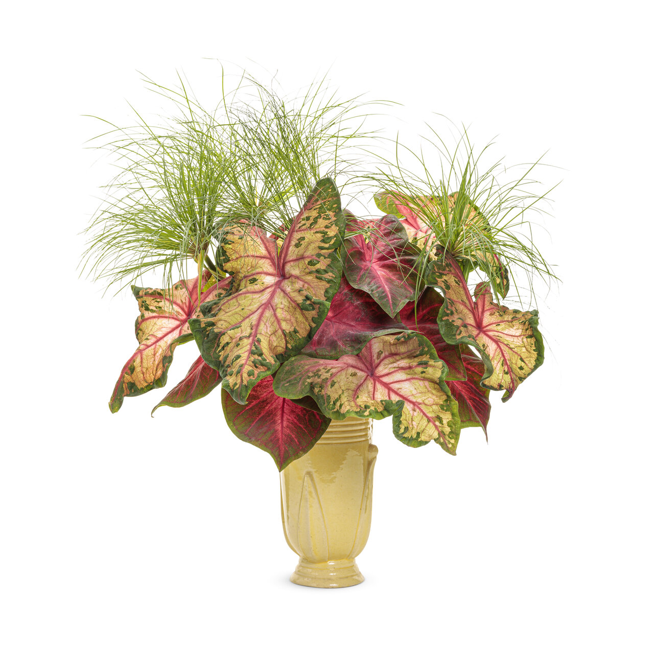 Proven Winners - Herbes ornementales Prince Tut | Pot de 5 po