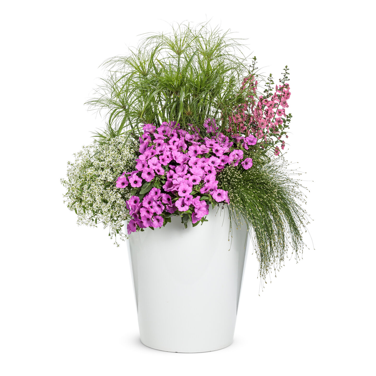 Proven Winners - Herbes ornementales Prince Tut | Pot de 5 po