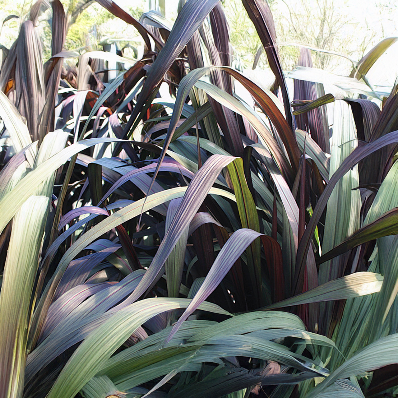 Proven Winners - Herbes ornementales Pennisetum Graceful Grasses Vertigo | Pot de 12,7 cm